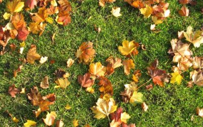 Jak vybrat podzimní hnojivo pro trávník